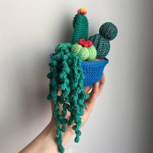 Composition florale cactus & succulente – pot crochet bleu